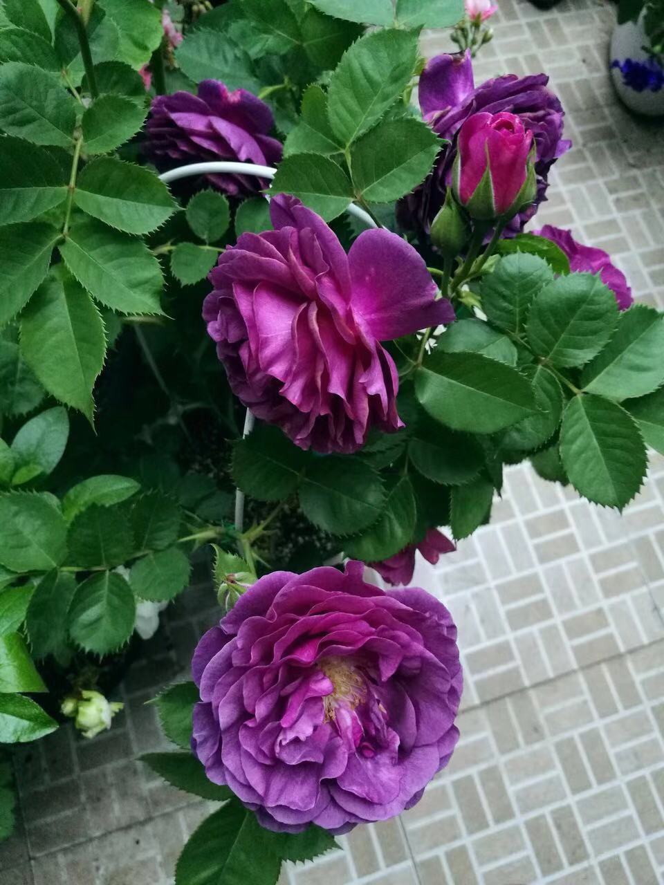 月季比利时苗密涅瓦大花浓香蓝紫色庭院阳台盆栽花卉