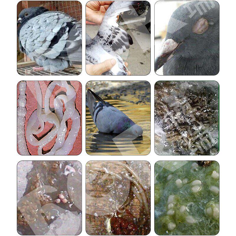 鸽药鸽子博瑞球必清理球虫信鸽赛鸽驱虫打虫医疗用品