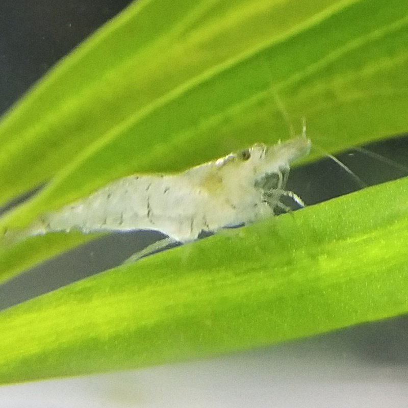 淡水壳虾观赏藻虾一斤干净鱼缸虾