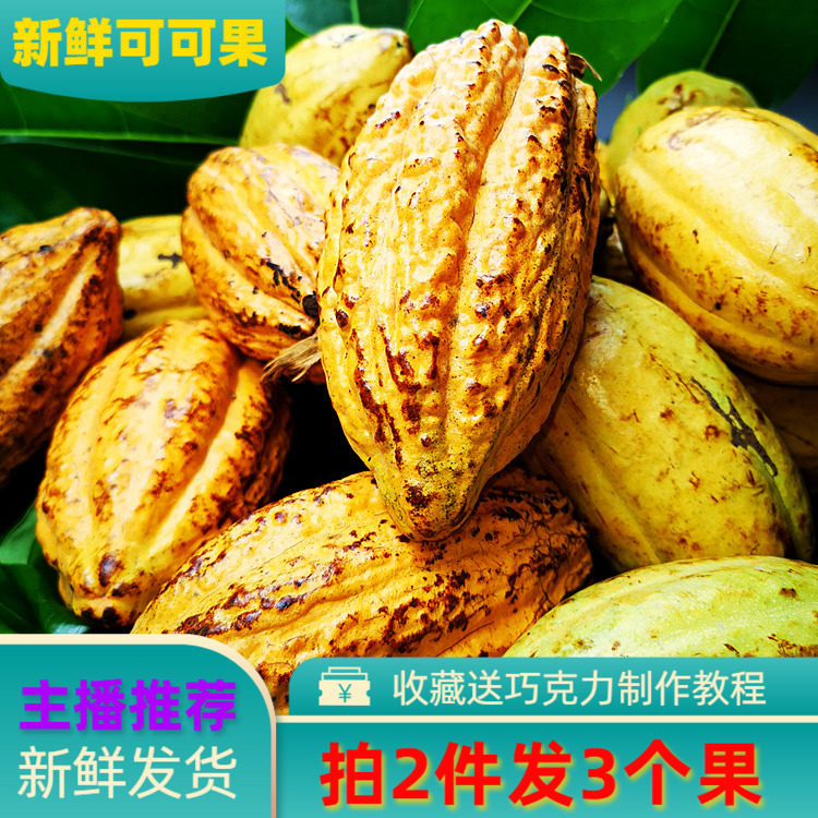可可果巧克力海南原产新鲜可可鲜果原豆果实巧克其它