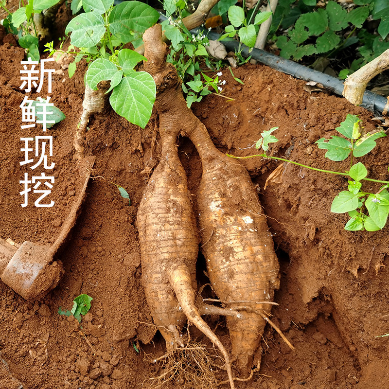 葛根新鲜野生现挖现发云南粉葛根花茶生吃解酒其它