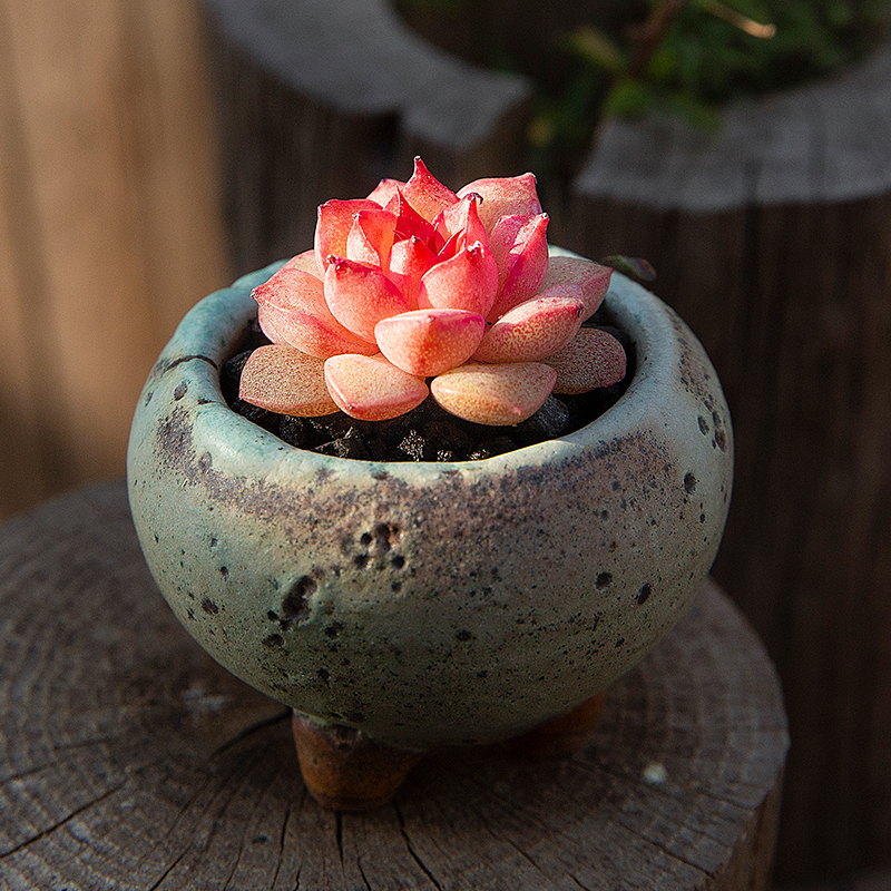 韩国正版精品杂交小海螺多肉植物室外景天小盆多肉植物