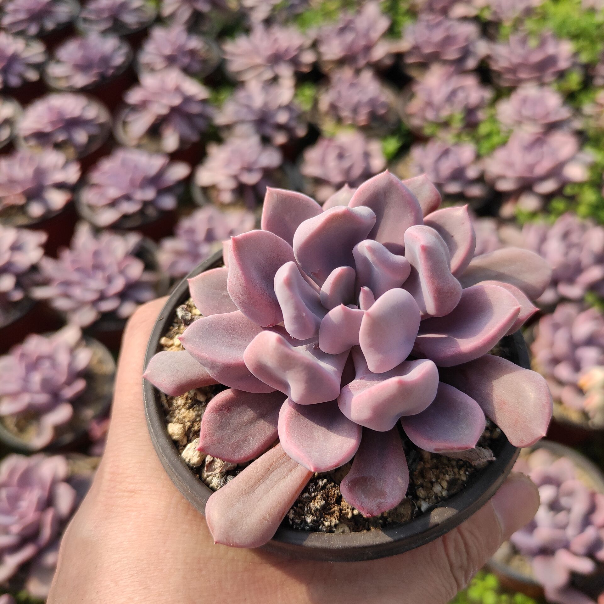 多肉植物粉色色系丘比特小老桩群生清棚新手多肉植物