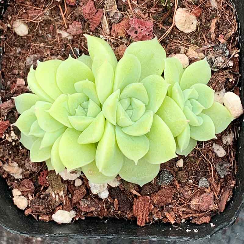 正版韩货女王玫瑰实拍群生多肉植物进口小贵多肉植物