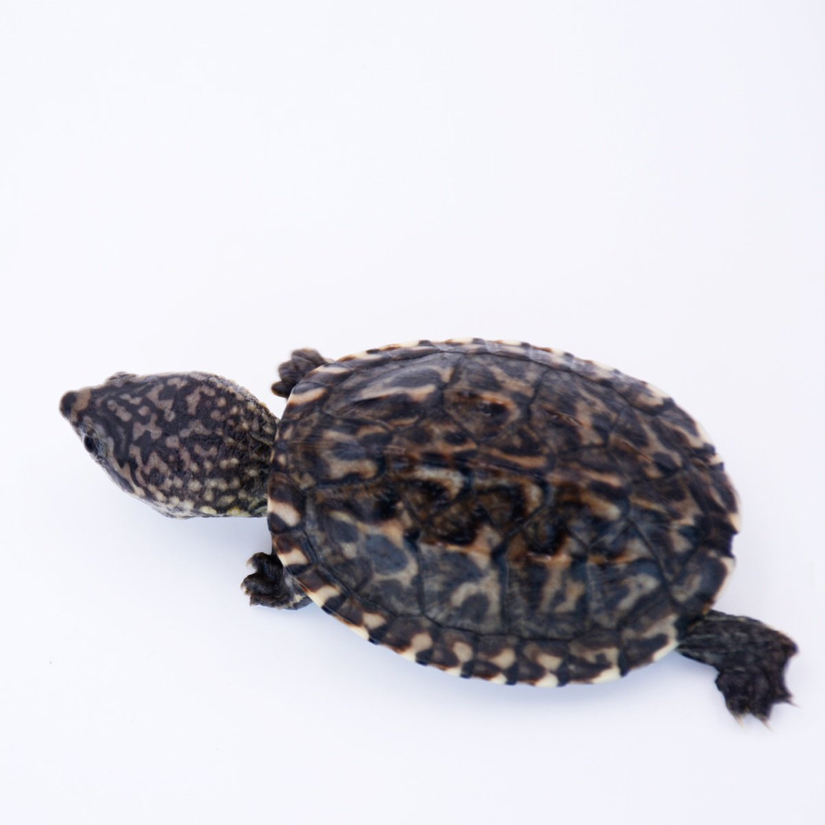 蛋龟之家墨西哥小苗窄桥萨尔文深水深水互动龟