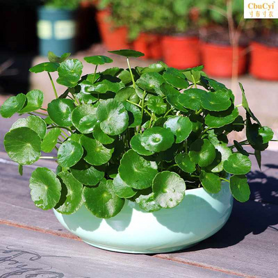 植物寓意财源滚滚铜钱草水培植水养金钱草绿绿植