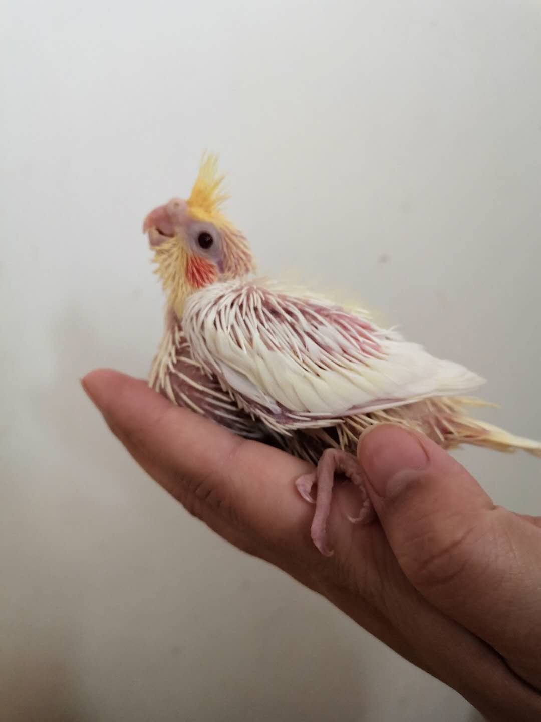 玄凤粮活繁殖一对说话活鸟鹦鹉雏鸟幼鸟手情侣鸟