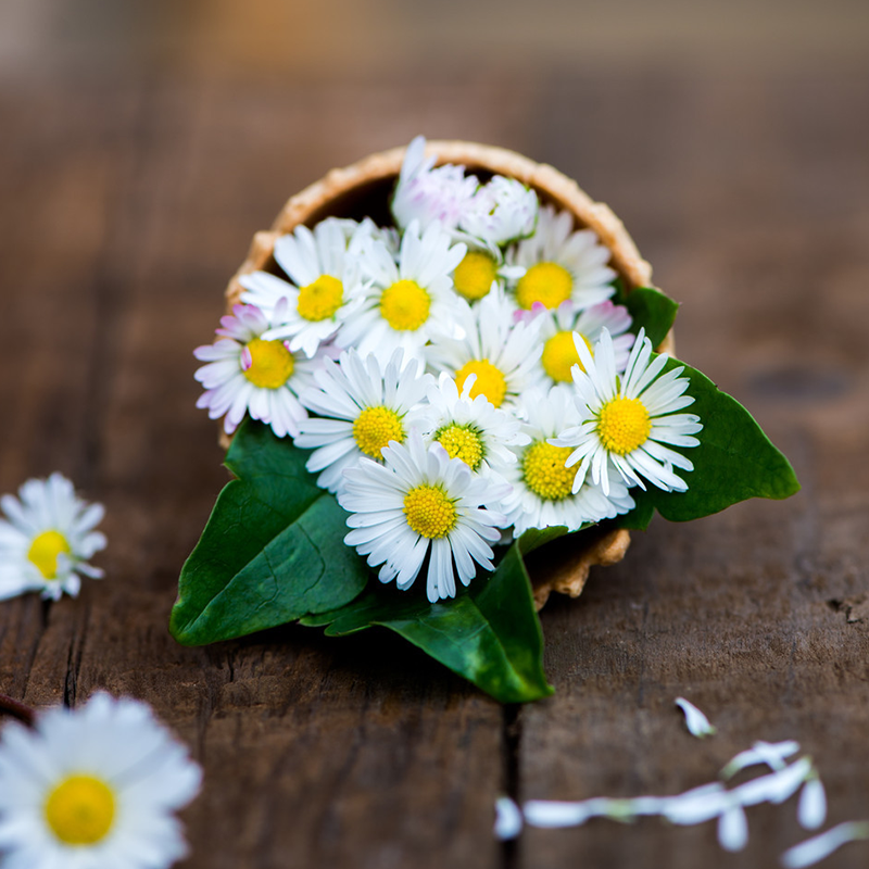 驱蚊种子除虫菊驱虫菊花多年生花卉阳台防虫四季家庭园艺种子