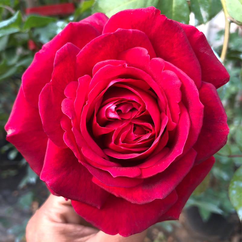 大苗玫瑰国度天使爬藤月季母本庭院多季蔷薇时令草本花卉