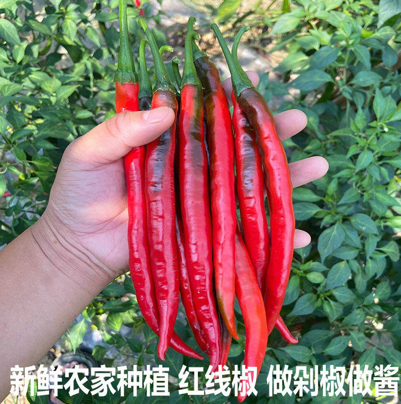 红辣椒新鲜荆条农家自种特辣红线椒泡椒剁5斤辣椒