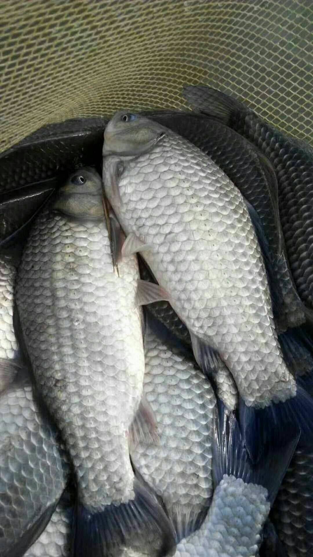 鱼苗中科鲫鱼银鲫白鲫3号湘云5号丰产其他鱼