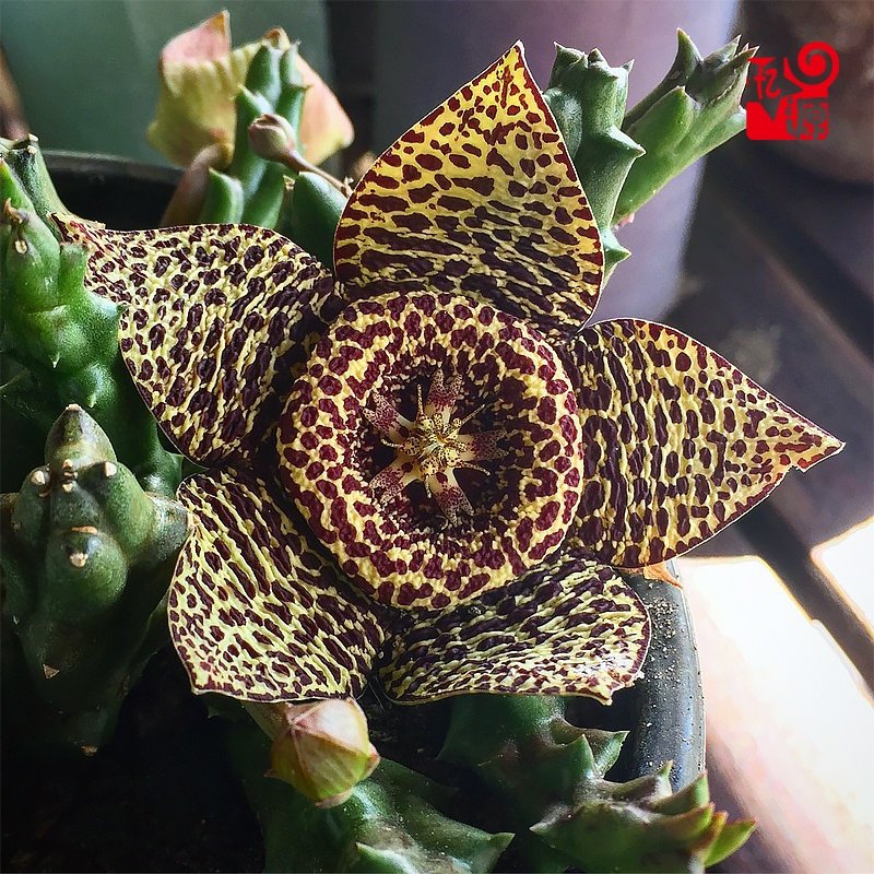 忆源园艺姬龙角豹皮花萝藦科多肉植物开花奇异多肉植物