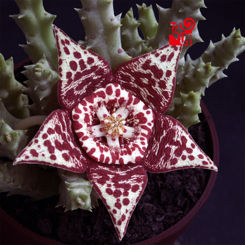 忆源园艺姬龙角豹皮花萝藦科多肉植物开花奇异多肉植物