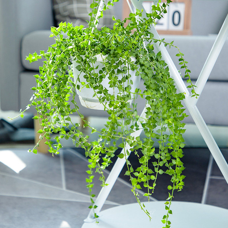 吊兰迷糊植物室内垂吊绿植金边百万万心爱之蔓绿植