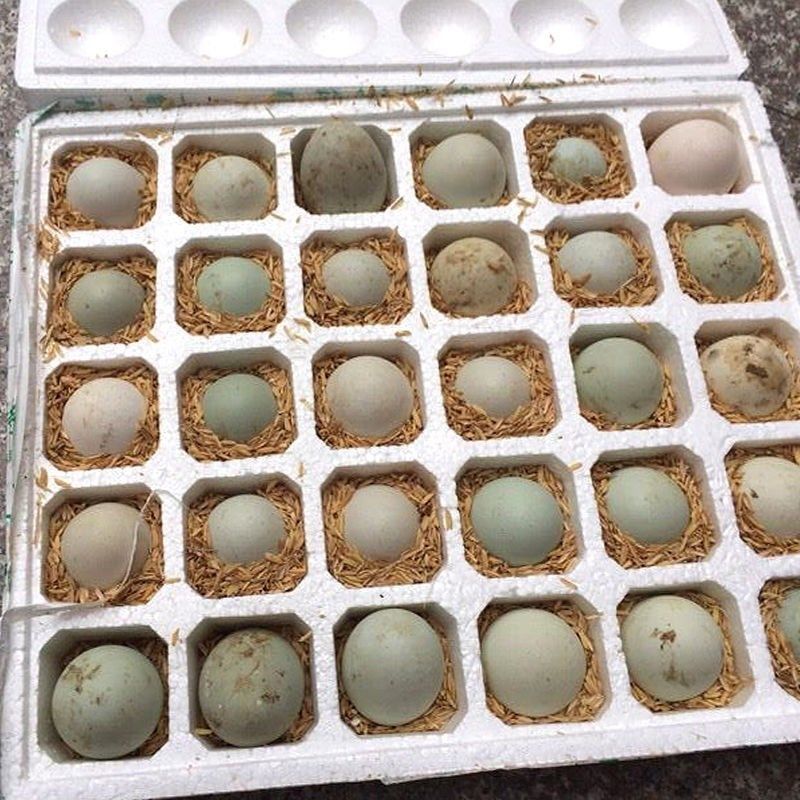 鸭蛋新鲜30枚大个连城白鸭蛋正宗生蛋初生鲜蛋鸭蛋