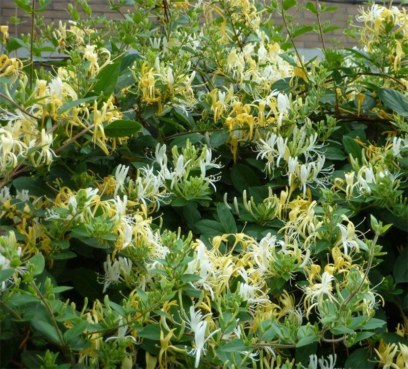 金银花盆栽爬藤植物四季绿植花卉耐寒黄白红白绿植