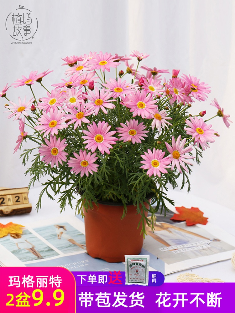 玛格丽特花苗盆栽花苞花卉大眼睛糖果瓣花室外好养花卉