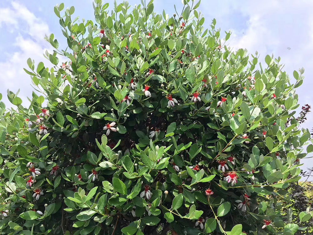 果树菲油树苗新奇常绿可食用可观观赏庭院阳台果树