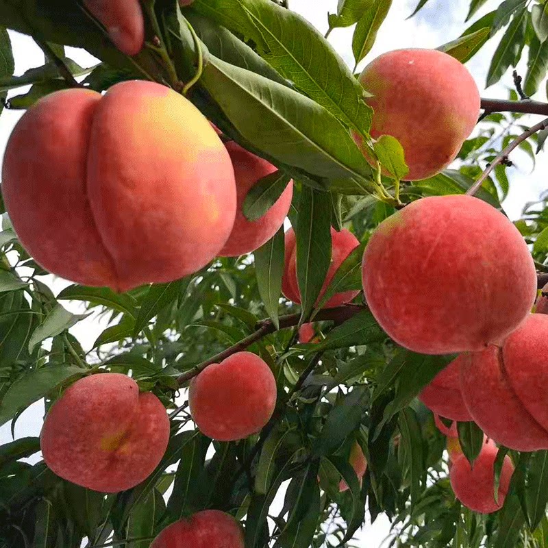 云南丽江离核脆桃香甜嫩滑水果整箱现摘现发桃