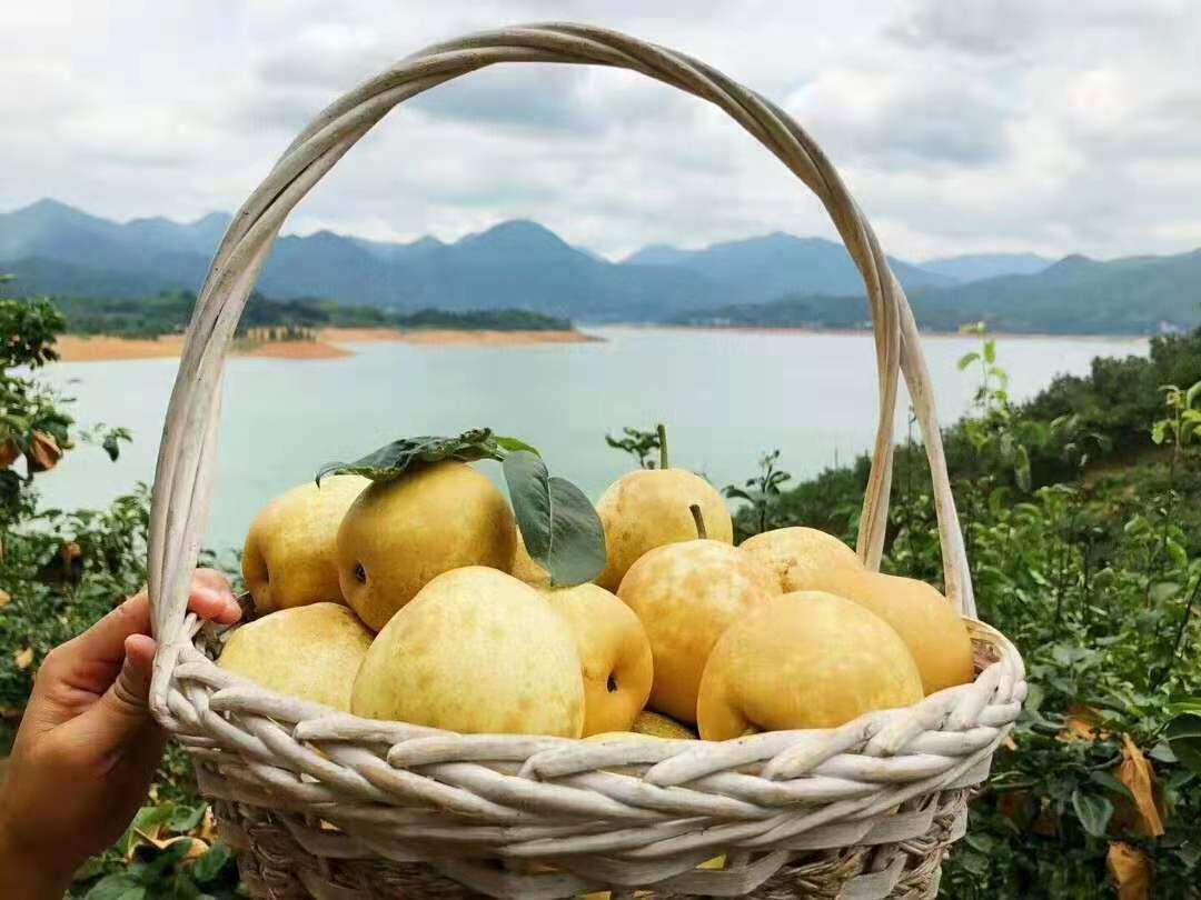 已过连州特产潭岭水晶梨脆冠梨黄花梨翠冠10斤笔记本零部件