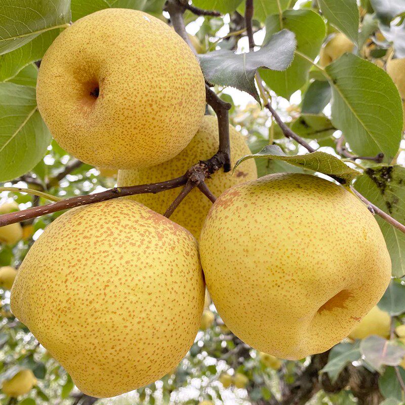 苹果梨子新鲜10斤现摘正宗砀山酥梨汤山梨包邮带笔记本零部件