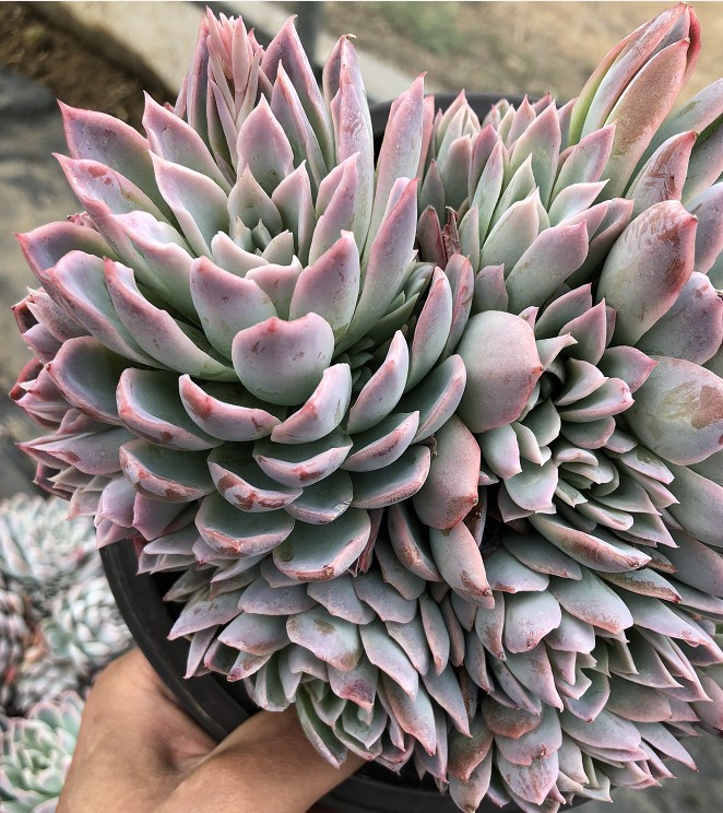 紫罗兰女王群生多肉植物老桩大棵组合花盆栽一物多肉植物