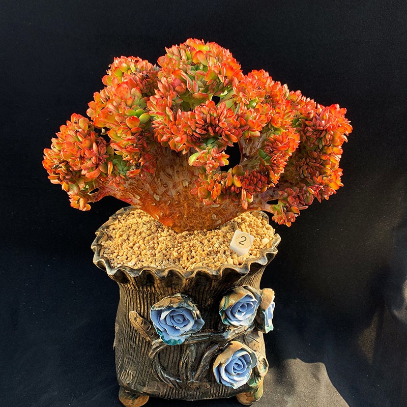 千亦多肉植物冰灿缀化罕见超大扇形老桩净化空气多肉植物