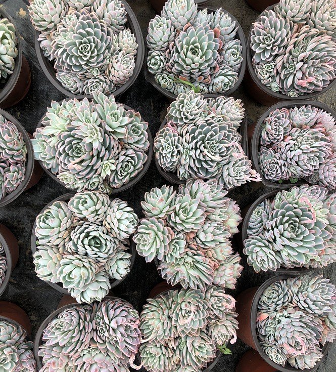 紫罗兰女王群生多肉植物老桩大棵组合花盆栽一物多肉植物