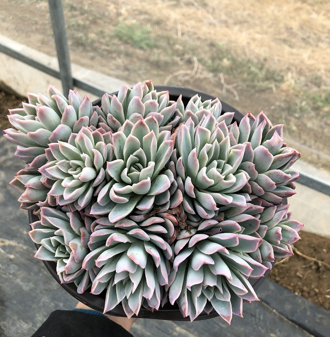 紫罗兰女王群生多肉植物老桩大棵组合花盆栽一物多肉植物