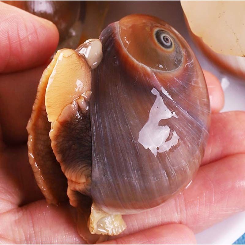 鲜活猫眼螺香螺沙螺玉螺大香螺翡翠冷链包邮海螺