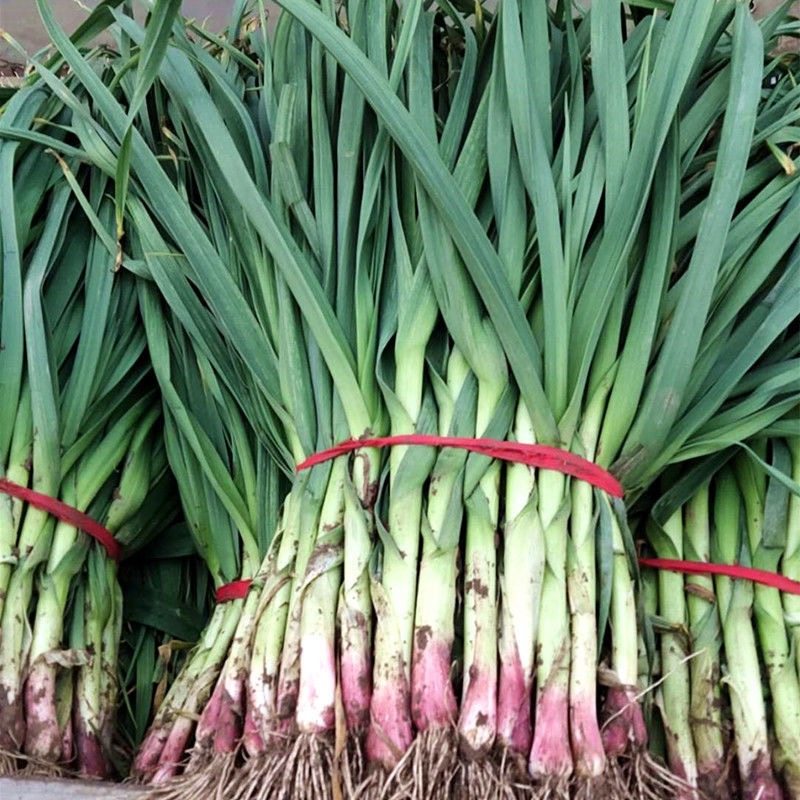 蒜苗5斤梗香现挖青菜时令蔬菜新鲜叶蔬菜大蒜其它