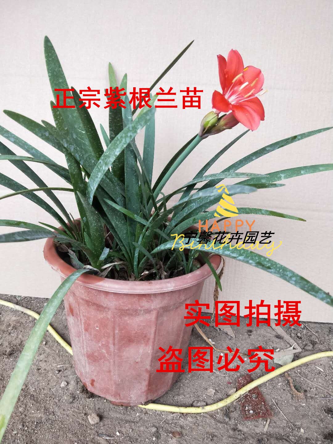 紫根根苗邮包包邮包兰开花卉兰种百合乔治花苗花卉