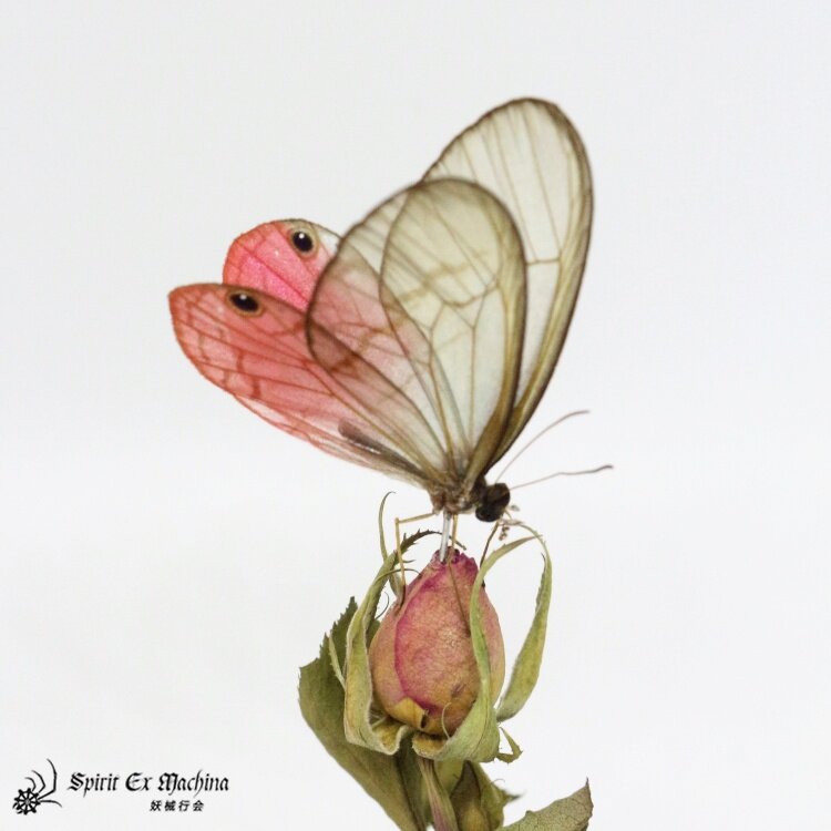 玫瑰水晶眼蝶蝴蝶景观标本情人节礼物简约北欧摆件