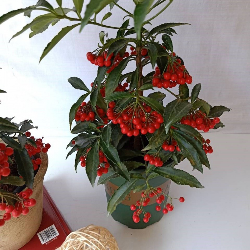 盆栽金玉满堂绿植客厅室内万两黄金富贵发货带果绿植