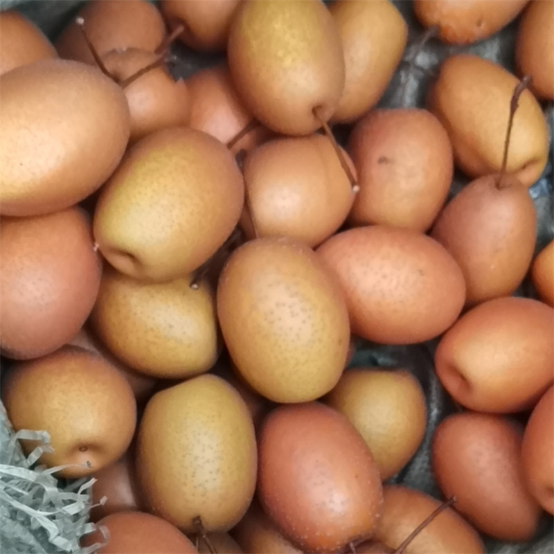 小红沙梨箱包整箱新鲜金珠野生糖梨品种梨老梨