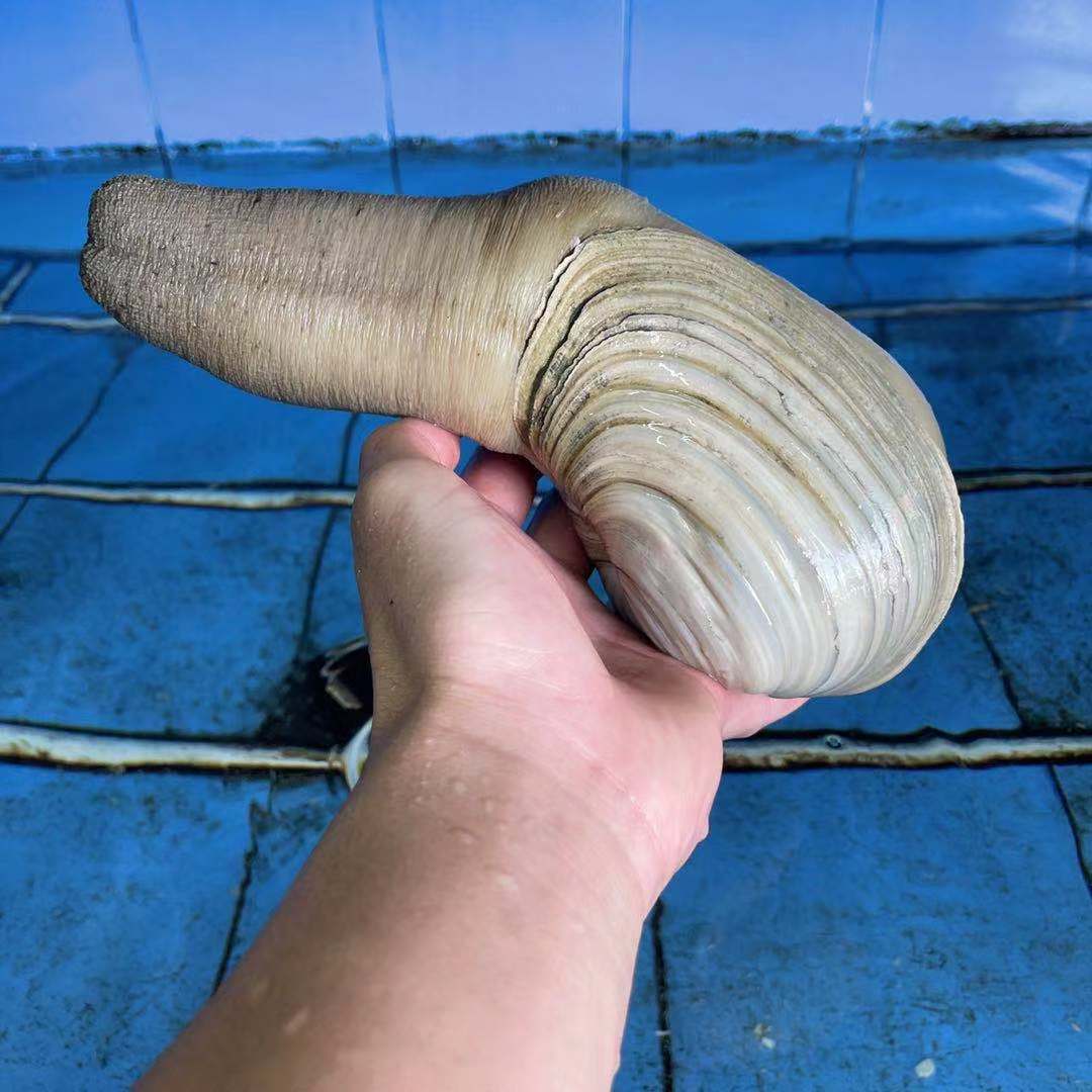 鲜活象拔蚌加拿加拿大大干象鼻加州水蚌海鲜刺身象拔蚌