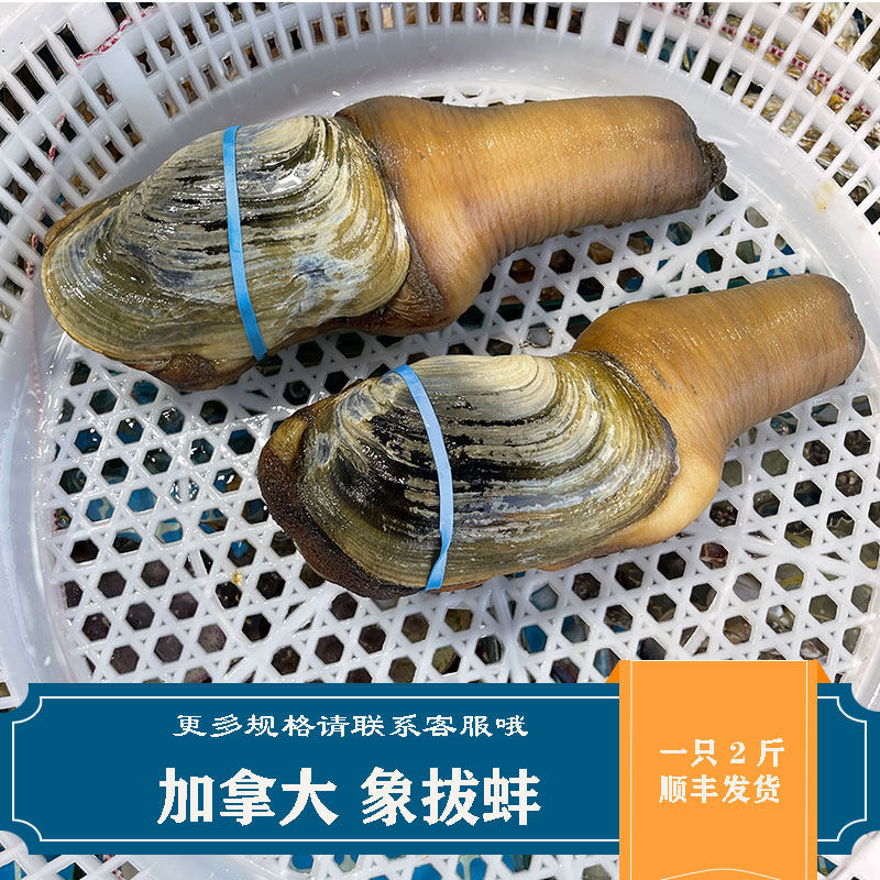 鲜活加拿大象鼻象拔蚌海鲜水产干蚌水蚌刺身即食象拔蚌