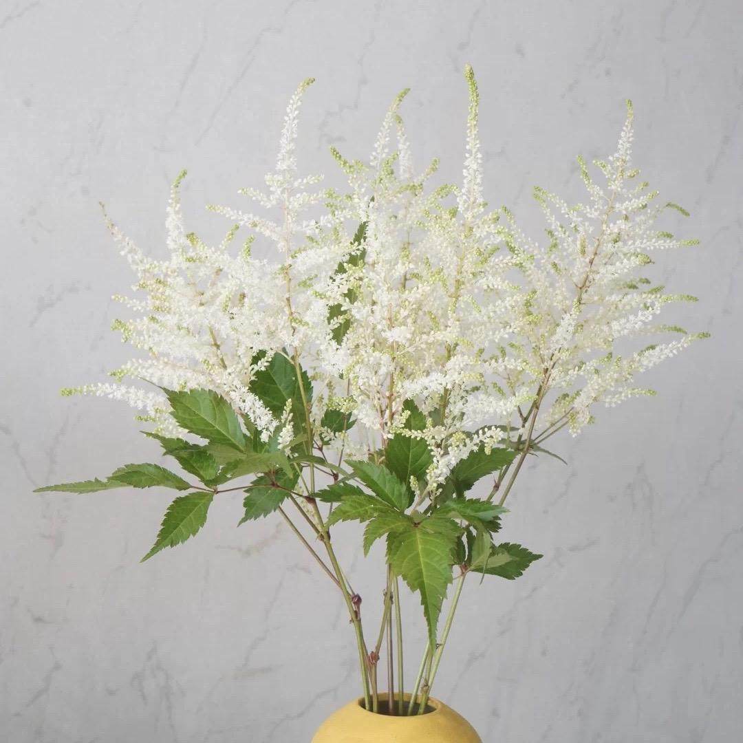 日本lw荷兰进口花材新妇鲜花家庭办公室婚庆鲜花速递同城