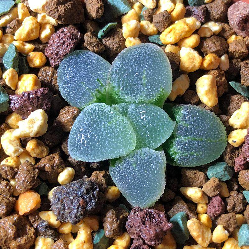 植物日本富强花卉冰钻磨面寿多室内盆栽精品多肉植物