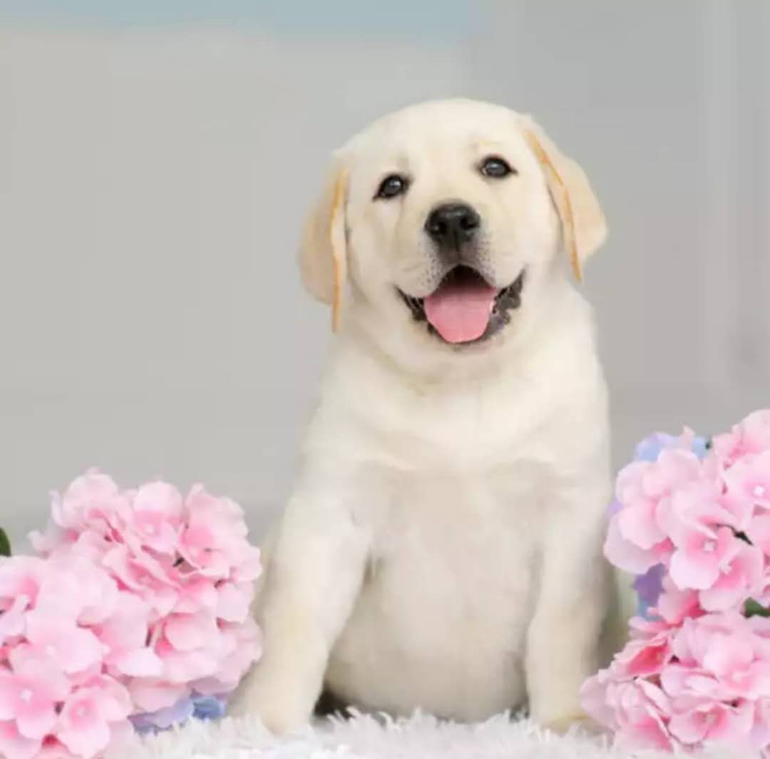 纯种拉布拉多幼犬活体神犬小七巡回导盲金毛犬幼狗狗