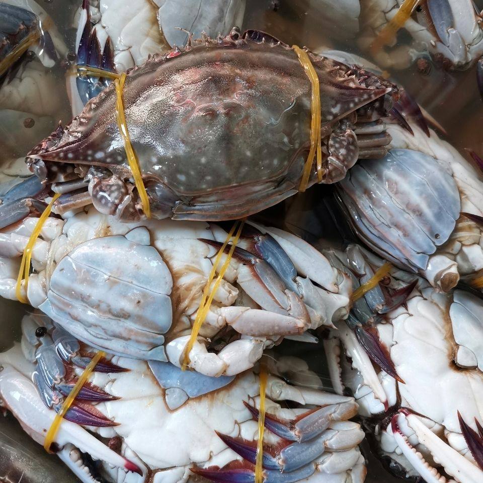 8斤红烧冷冻全母梭子新鲜大白蟹飞水产海蟹梭子蟹