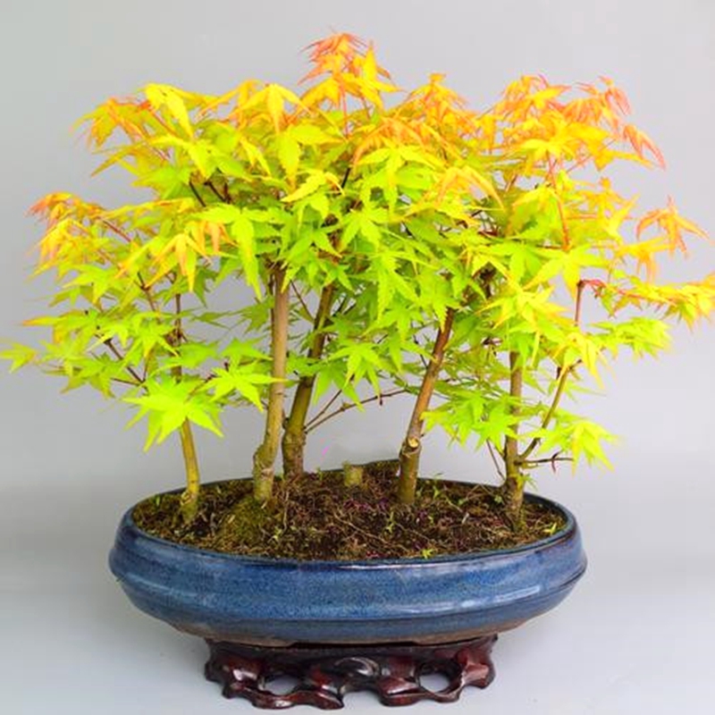 树苗庭院绿化苗木黄金枫金枫赤枫日本之梦小苗行道树