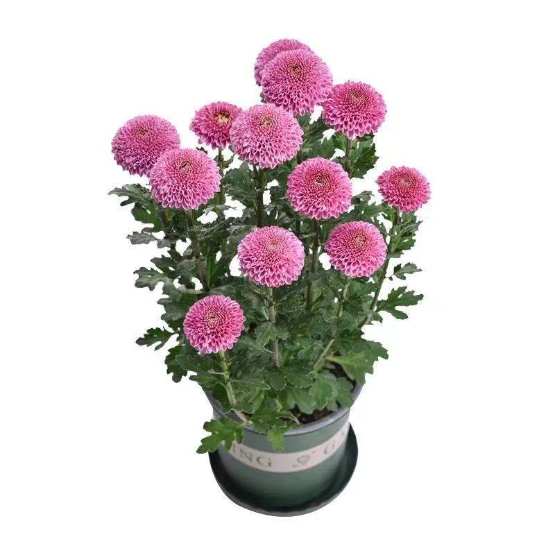 乒乓菊花盆栽花苞阳台室内四季开花重瓣好养时令草本花卉
