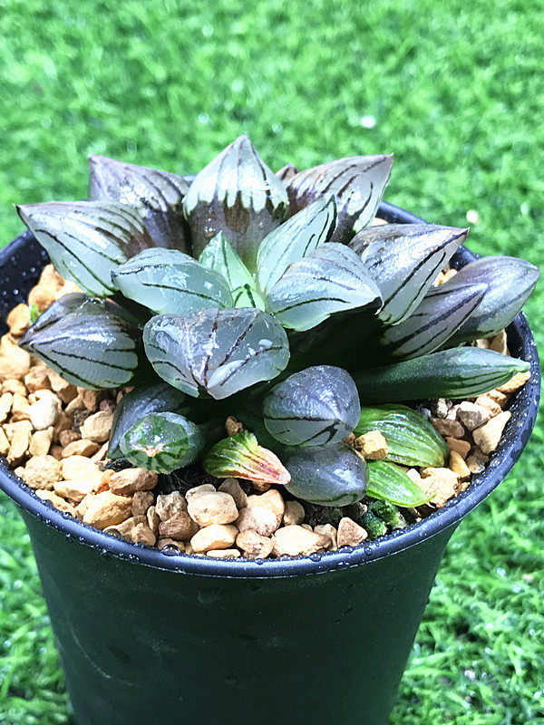 西瓜寿多植物百合合科桌面美观趣味味好养易多肉植物