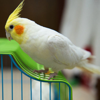 手养鹦鹉秃头玄凤活鸟鸟活物家家养中小型会说鸟