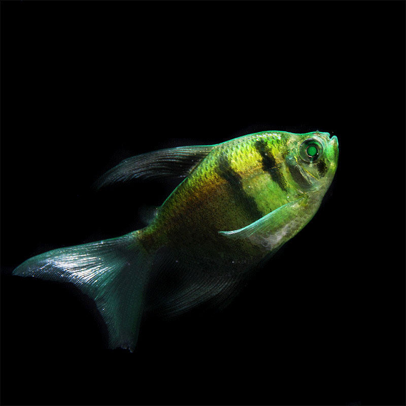 天使鱼热带鱼彩群不褪色七彩荧光观赏鱼小型新手好养鱼