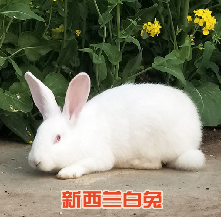 兔子8斤大型肉兔成年活物繁殖一对起包八点兔