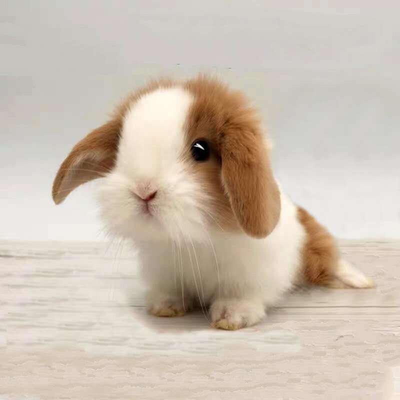 宠物兔活小型养活兔子宿舍公主兔小兔子兔