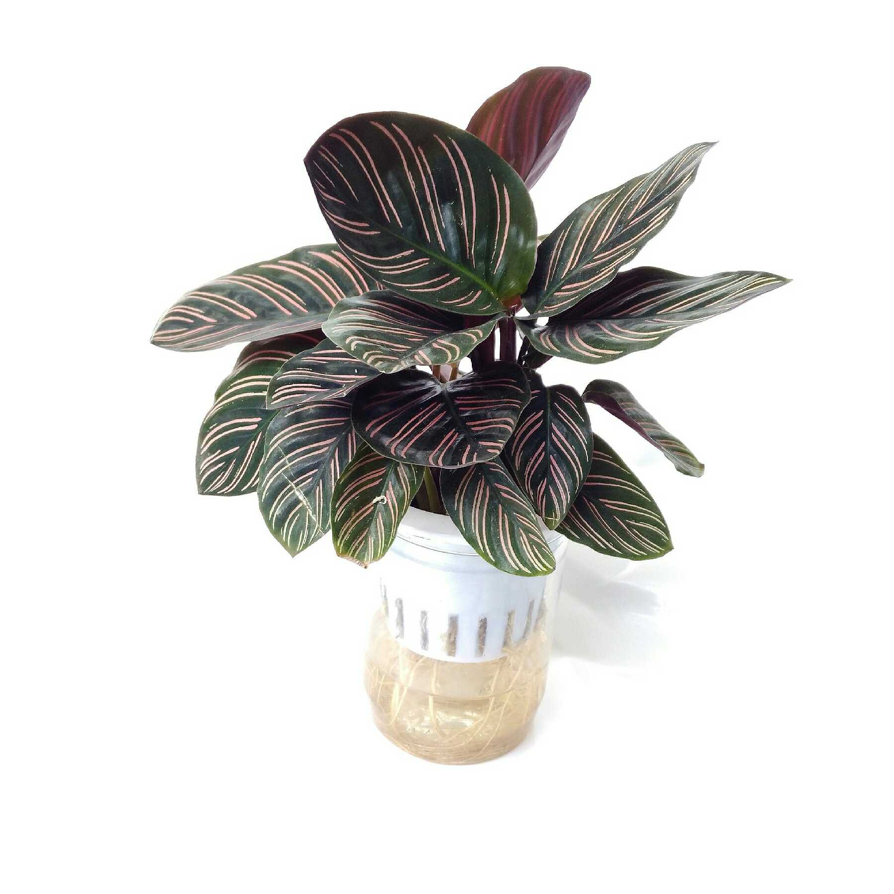 无土栽培水培花卉植物双线竹芋室内办公绿植甲醛绿植