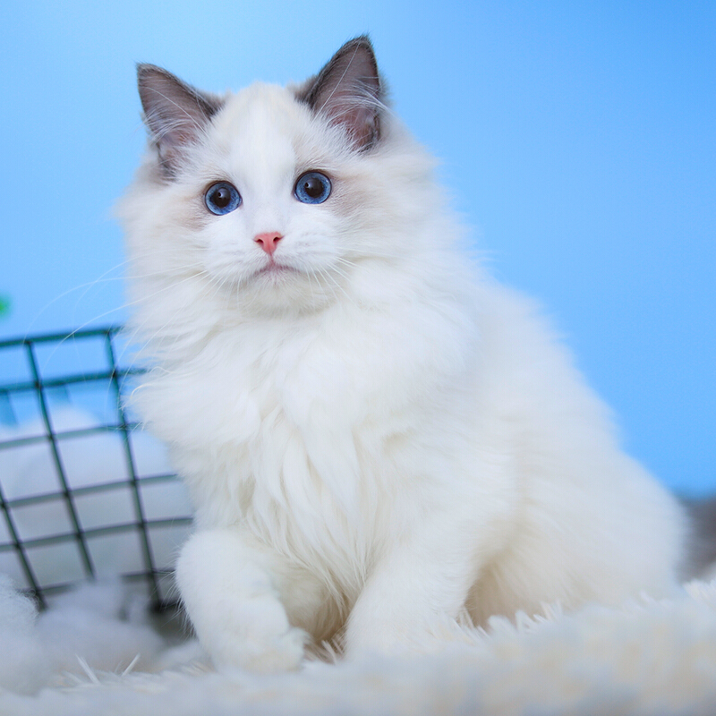 活物布偶猫幼猫活体海长毛小猫猫咪蓝白美短蓝猫猫咪